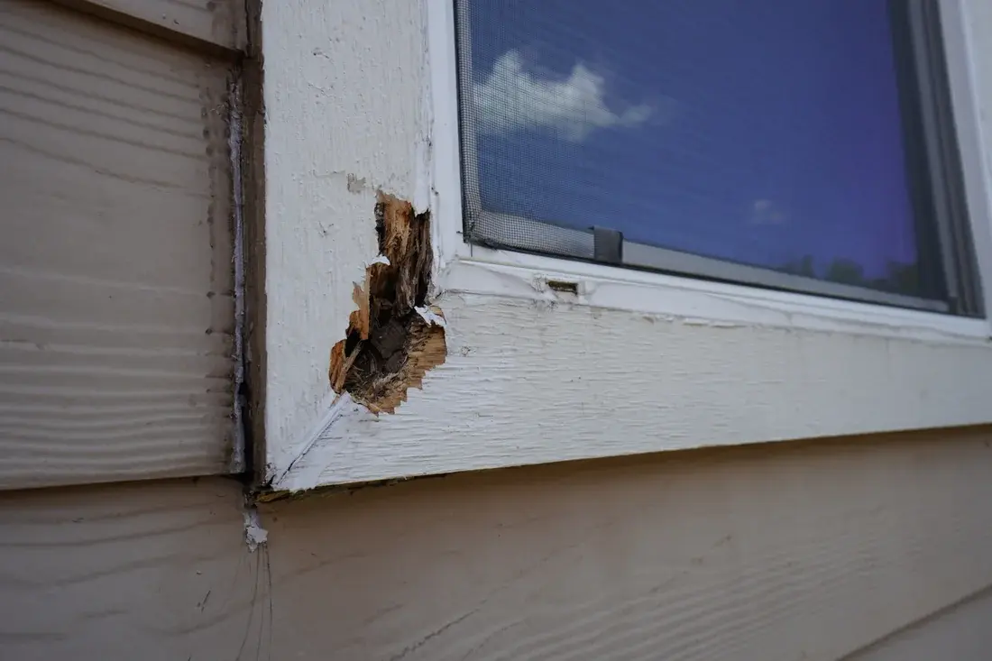 A hole and deteriorated wood at the lower left corner of the window trim before repair